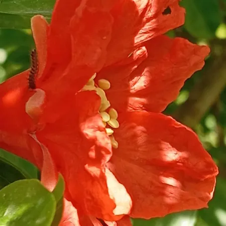 בית נופש Casa Mia