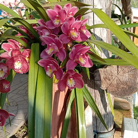 Casa Mia 別荘 スカラ